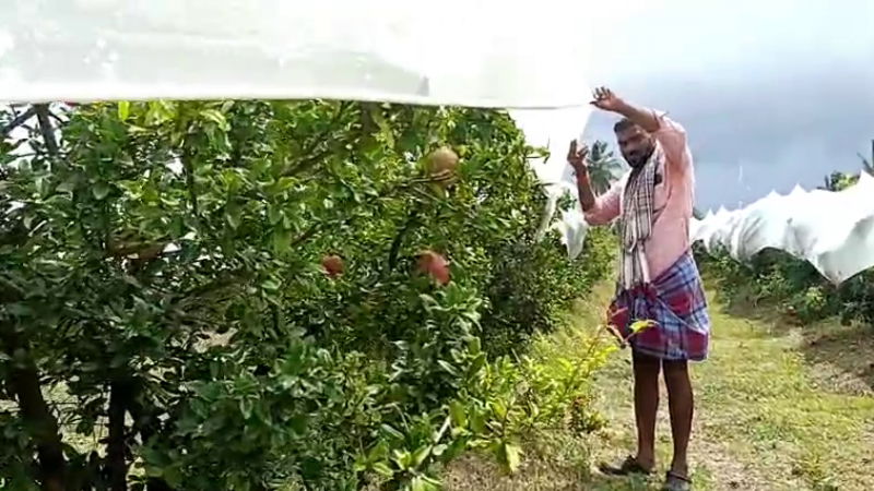 Davanagere Pomegranate