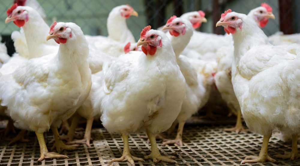 chickens buhanovskiy iStock GettyImagesPlus LEDE