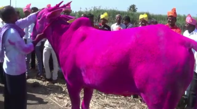 CKD BULL 10