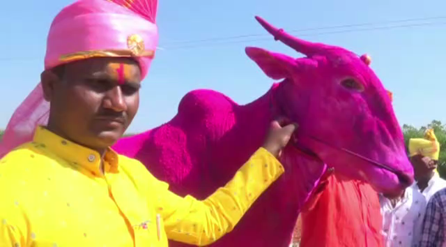 CKD BULL 3