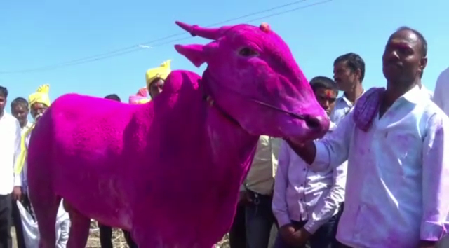 CKD BULL 8