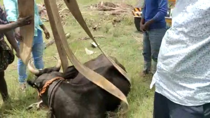Tumakuru Cow2 medium
