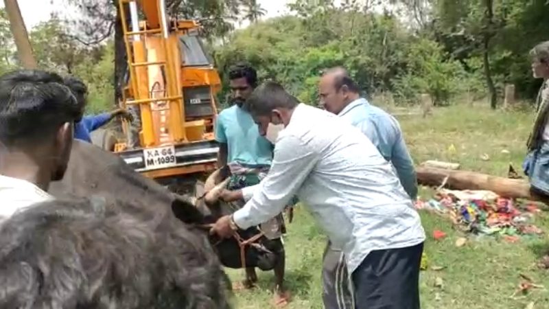 Tumakuru Cow8 medium