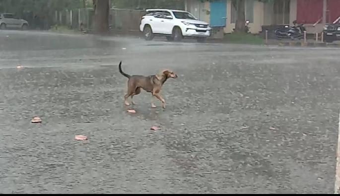udp rain medium