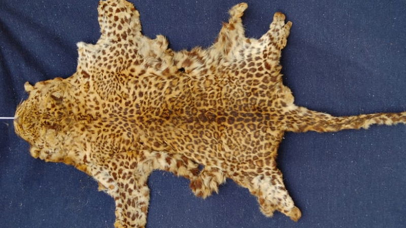leopard skin 1