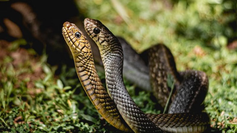 Snake 2