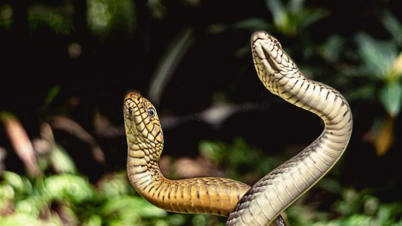 Snake 3