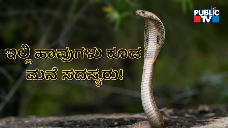 Snake 5