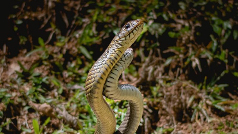 Snake