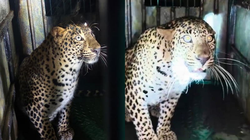 Ajjampur Leopard