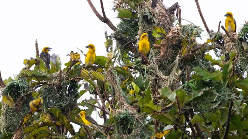 BIRDS