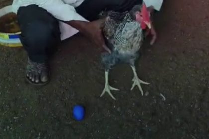 BLUE EGG