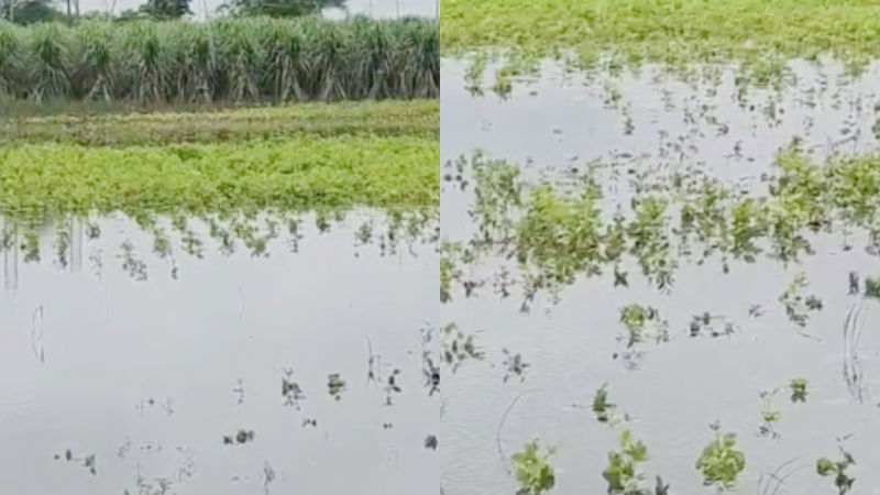Bidar Rain