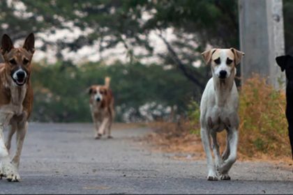 DOGS
