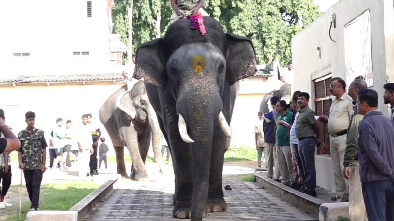 Dasara Elephants 1