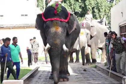 Dasara Elephants 3