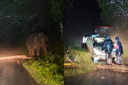 Elephant 1