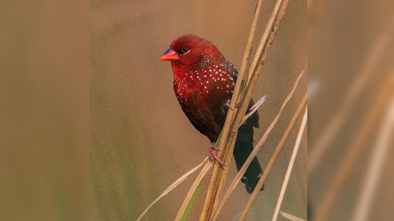 Grassland bird census in Kaziranga 4