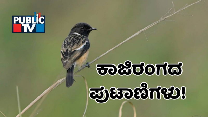 Grassland bird census in Kaziranga