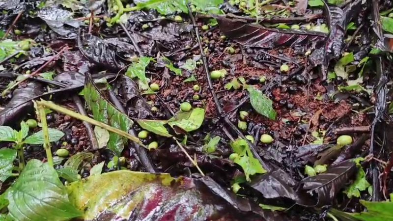 Heavy rain in Kalasa Water enters tea estate 1