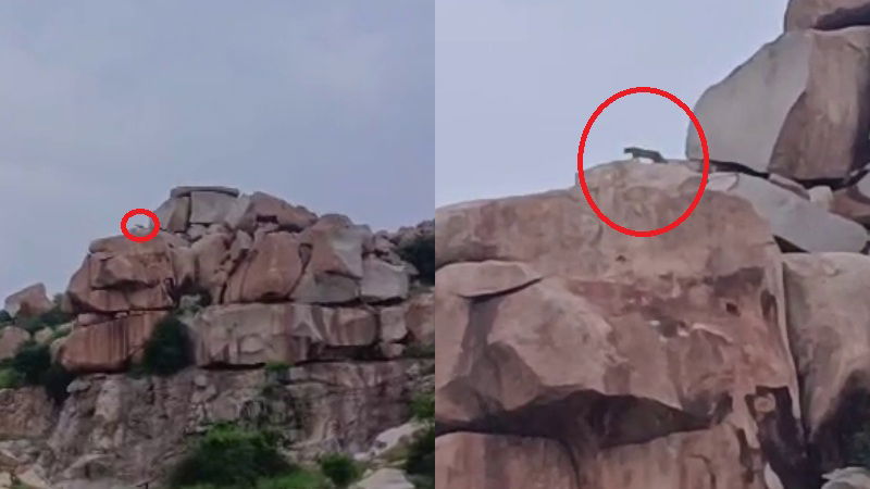 Leopard found in Hospets Dharmada Gudda 1