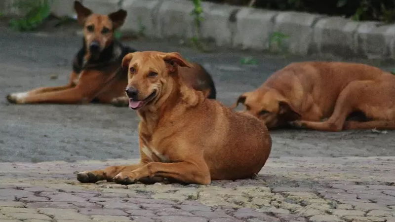 Stray Dogs