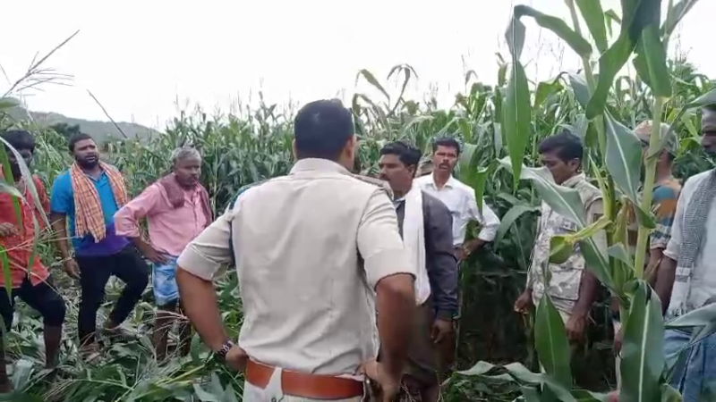 Wild Elephants destroy 20 acres of crops in a single night in Davangere Channagiri