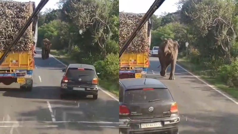 elephant sugarcane