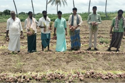 Onion price drops by Rs 1000 per quintal Ballari Vijayangara