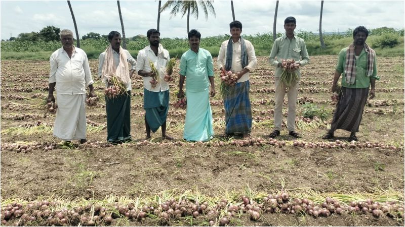 Onion price drops by Rs 1000 per quintal Ballari Vijayangara