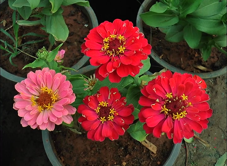 CKM FLOWER SHOW 16