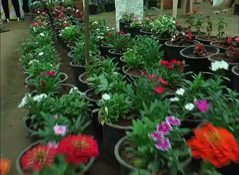 CKM FLOWER SHOW 17