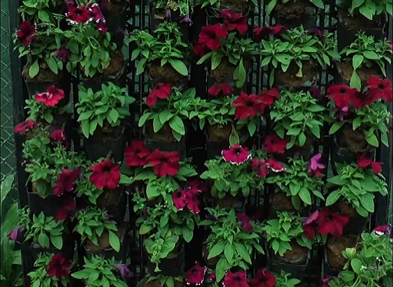 CKM FLOWER SHOW 26
