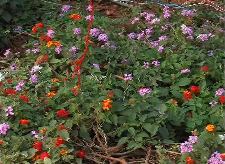 CKM FLOWER SHOW 33