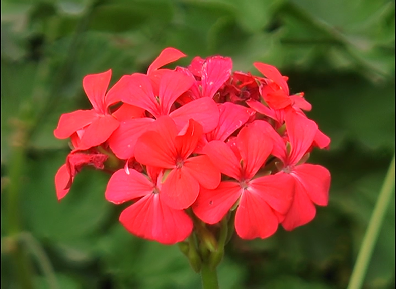 CKM FLOWER SHOW 34