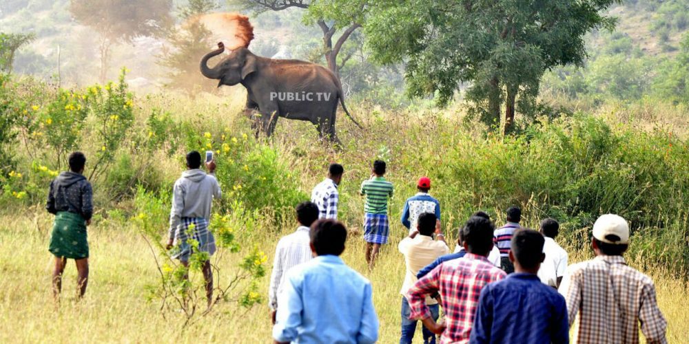 CNG ELEPHANT 2