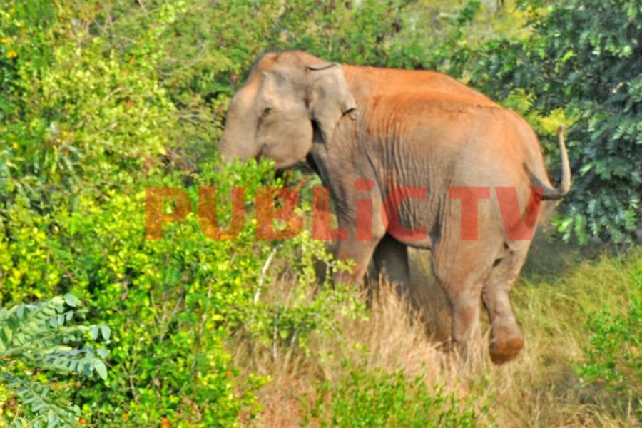 CNG ELEPHANT 4