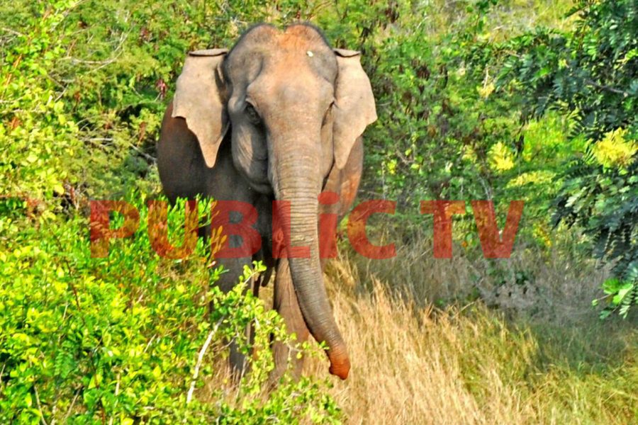 CNG ELEPHANT 6