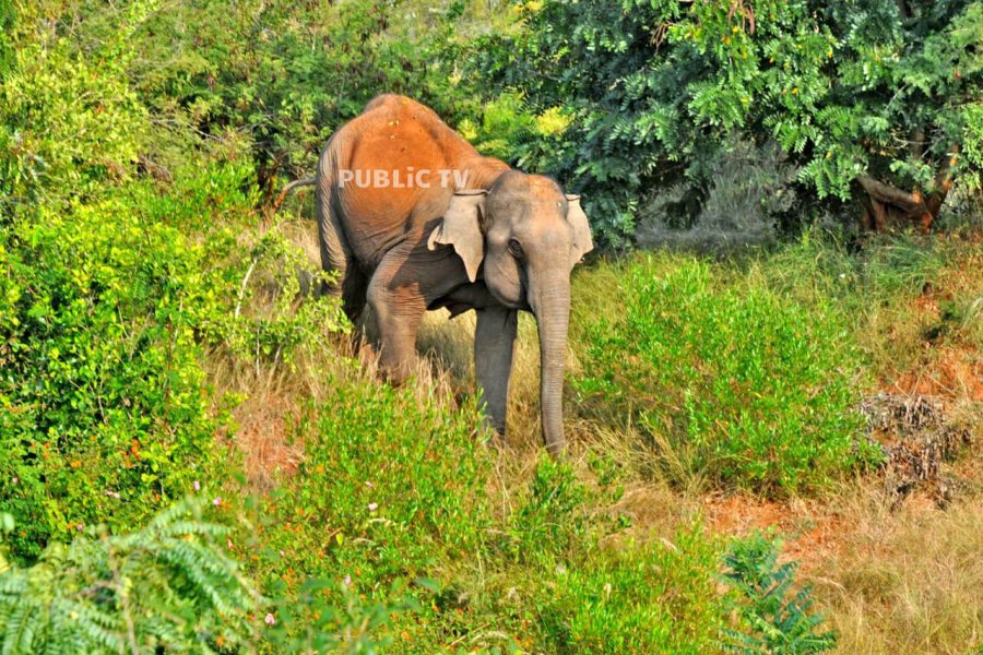 CNG ELEPHANT 7
