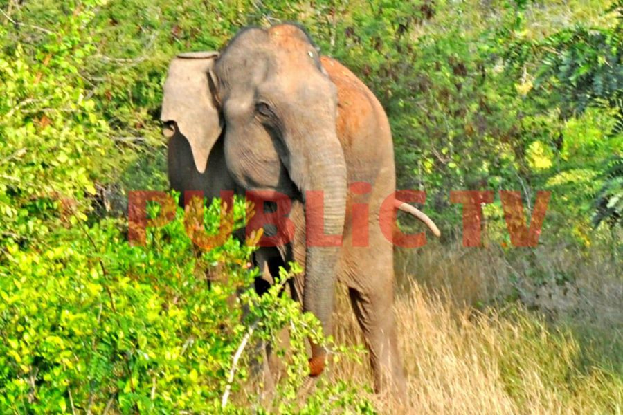 CNG ELEPHANT 8