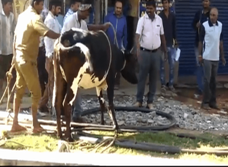 COW 1