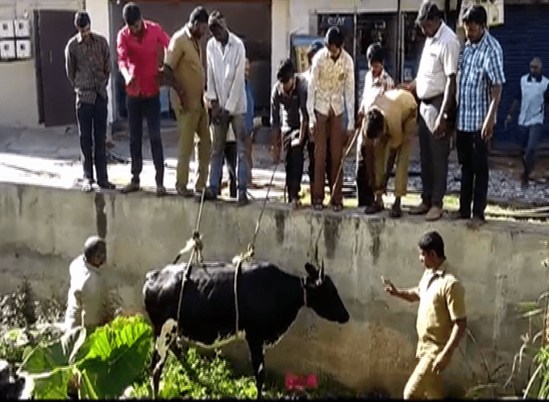 COW 2