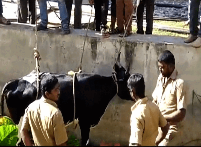 COW 3