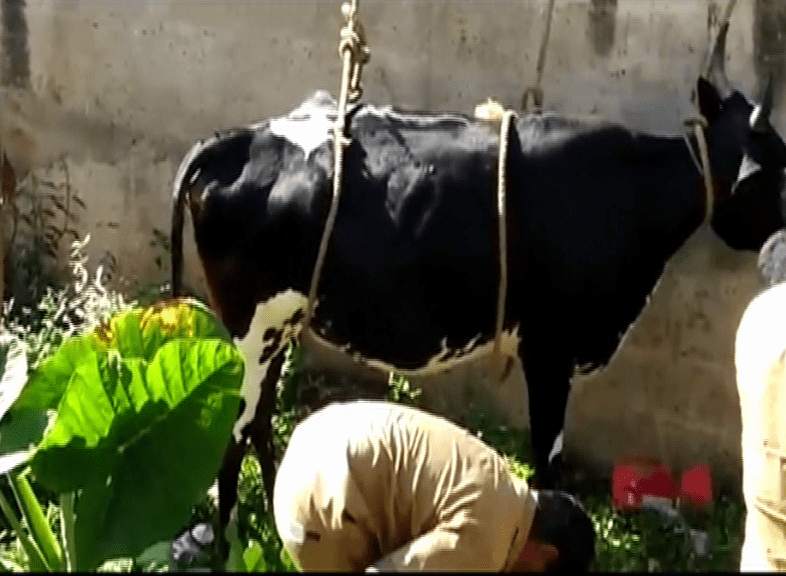 COW 4