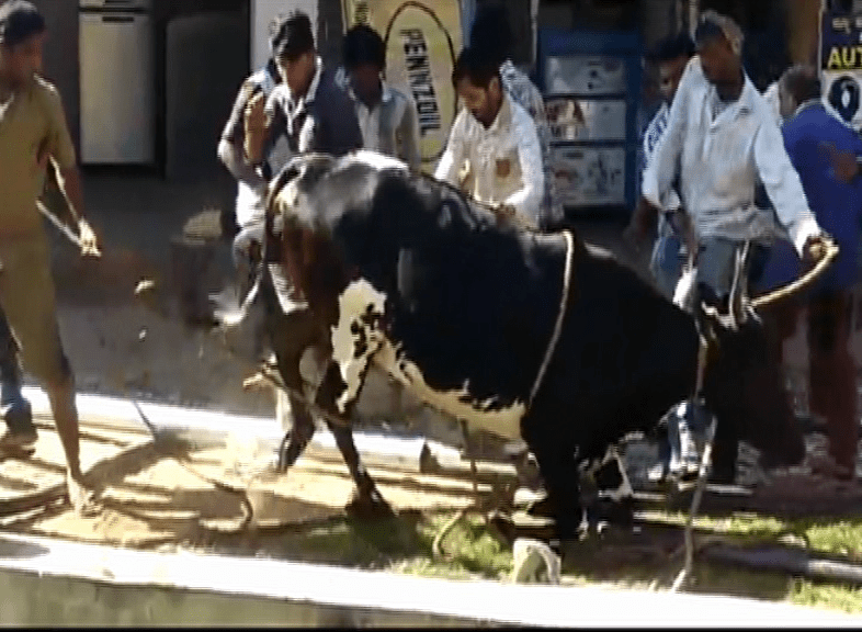 COW 8