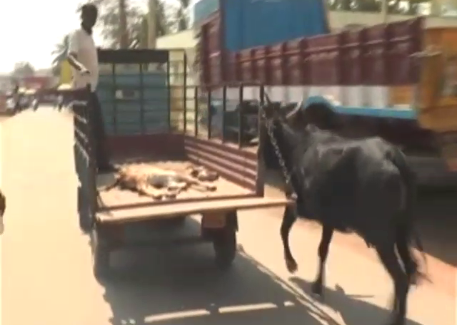 HVR Cow 1