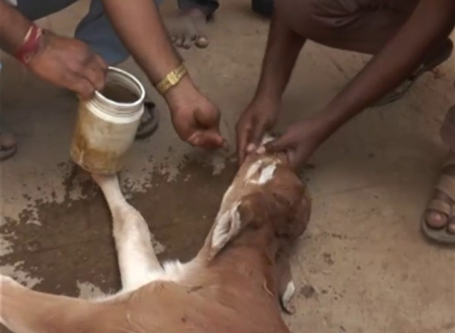 HVR Cow 2