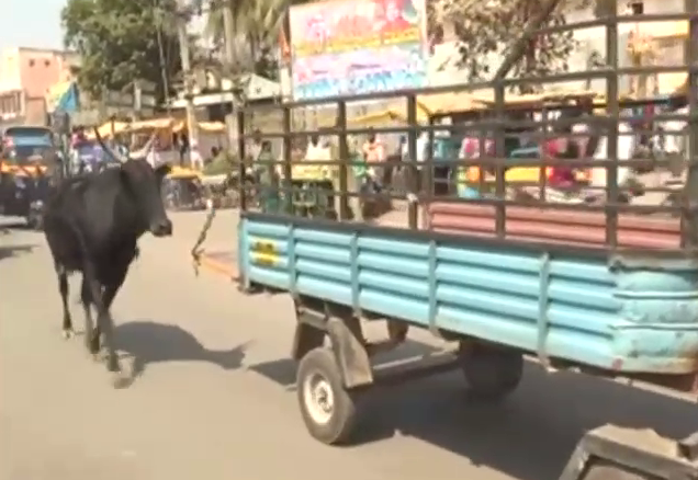 HVR Cow 4