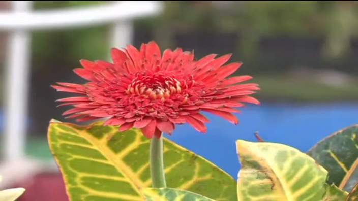 KPL FLOVER 8