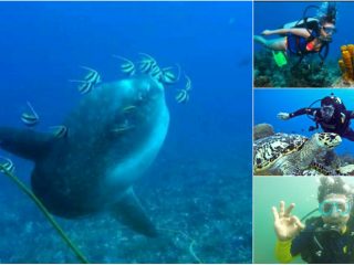 KWR SKUBHA DIVING COLLAGE small